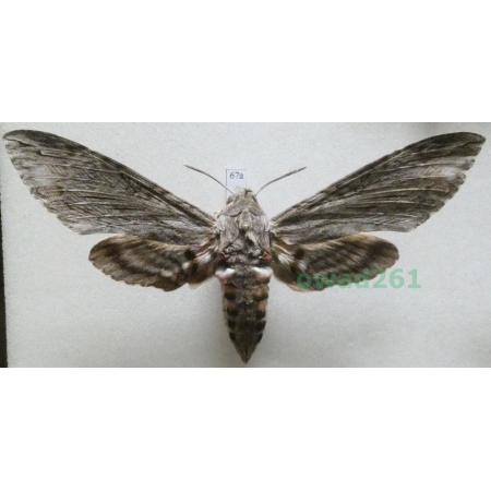 Agrius convolvuli (Linnaeus, 1758) female Czech 104mm67a